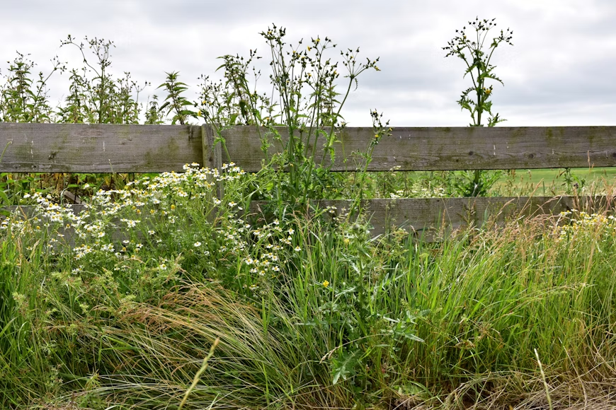 Keeping Your Outdoor Space Pristine Against Unwanted Growth